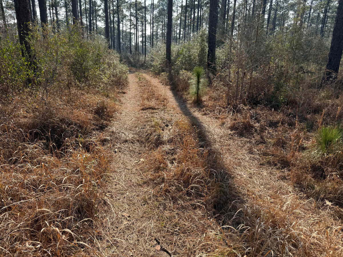 Right Branch - FS 308K trail photo