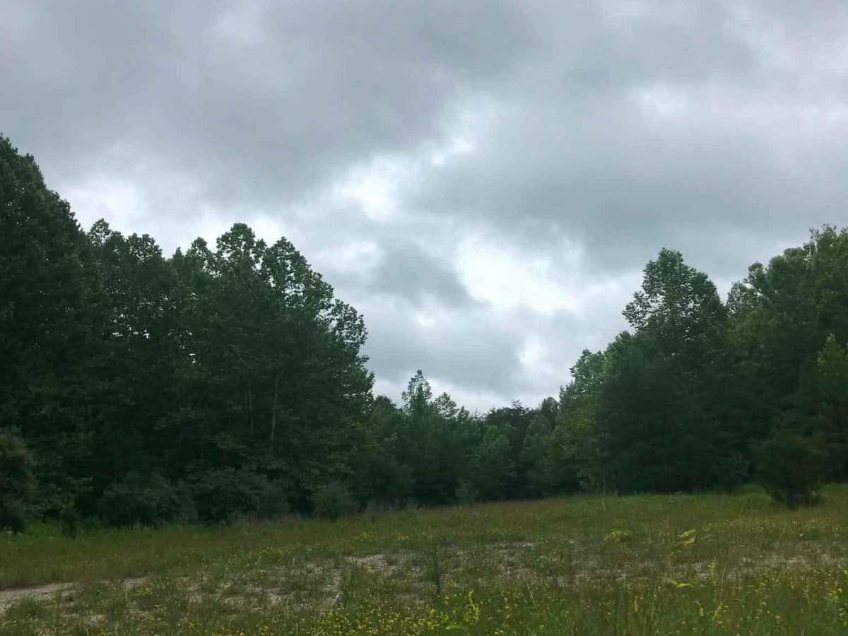 Brady Fork photo 3