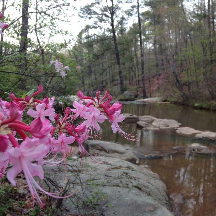 Near Red Trail