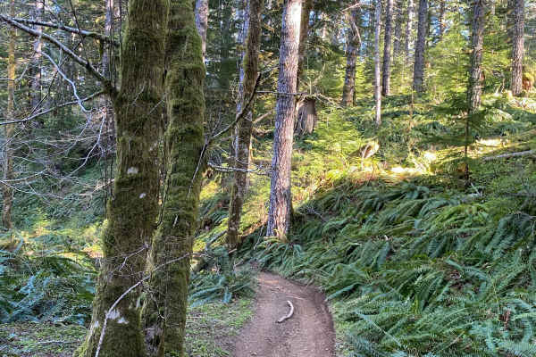 Trail 21 The Chute