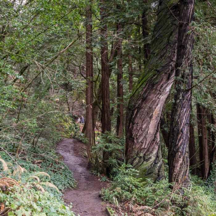 Near Redwood Lower Loop Hike