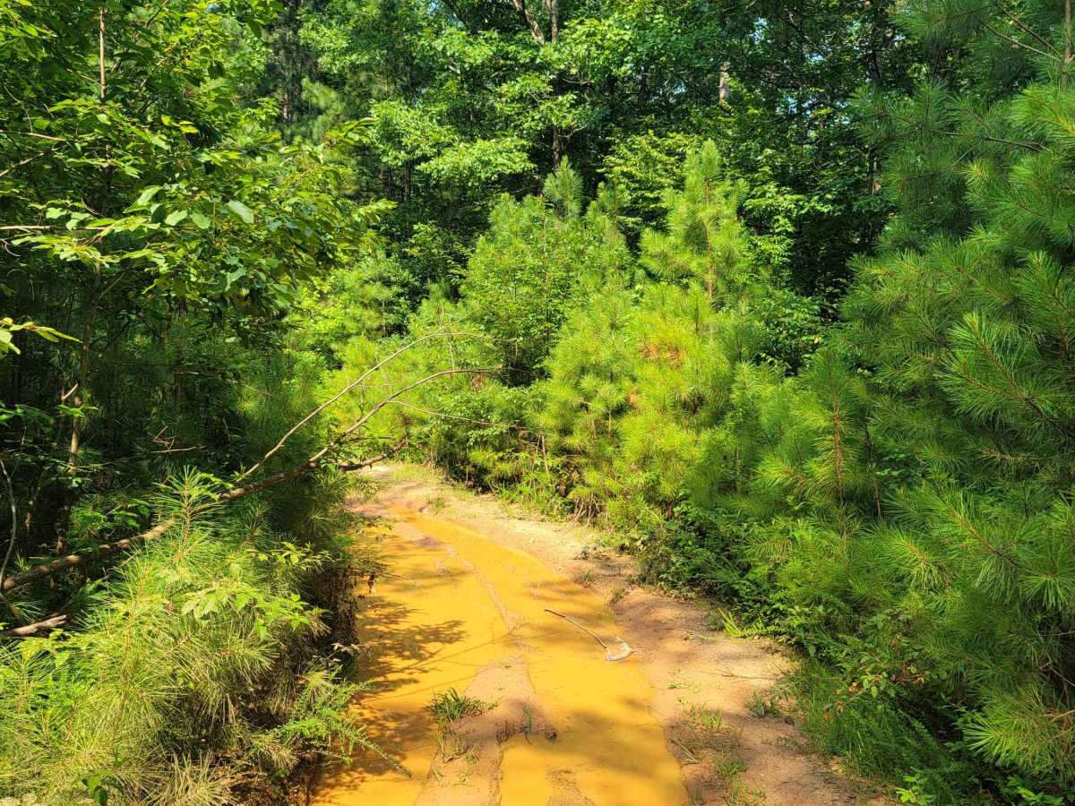 USFSR 585 trail photo