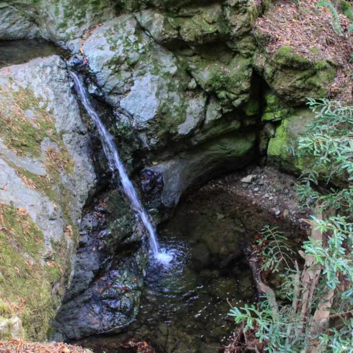 Near Steep Ravine Trail to Dipsea Trail Loop