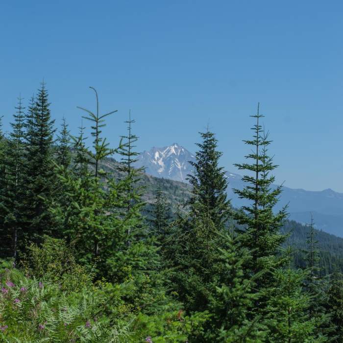 Near Coffin Lookout Trail