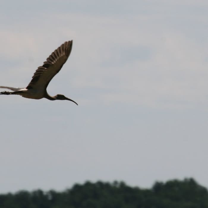 White Ibis (imm.), Eudocimus albus; Merkle Wildlife Management Area" by Matt Tillett (https://tinyurl.com/wq38fbn), Flickr licensed under CC BY 2.0 (https://creativecommons.org/licenses/by/2.0/). Near Merkle Loop