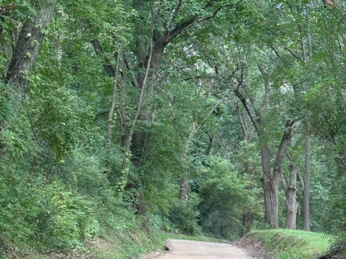 Graves Trail photo 5