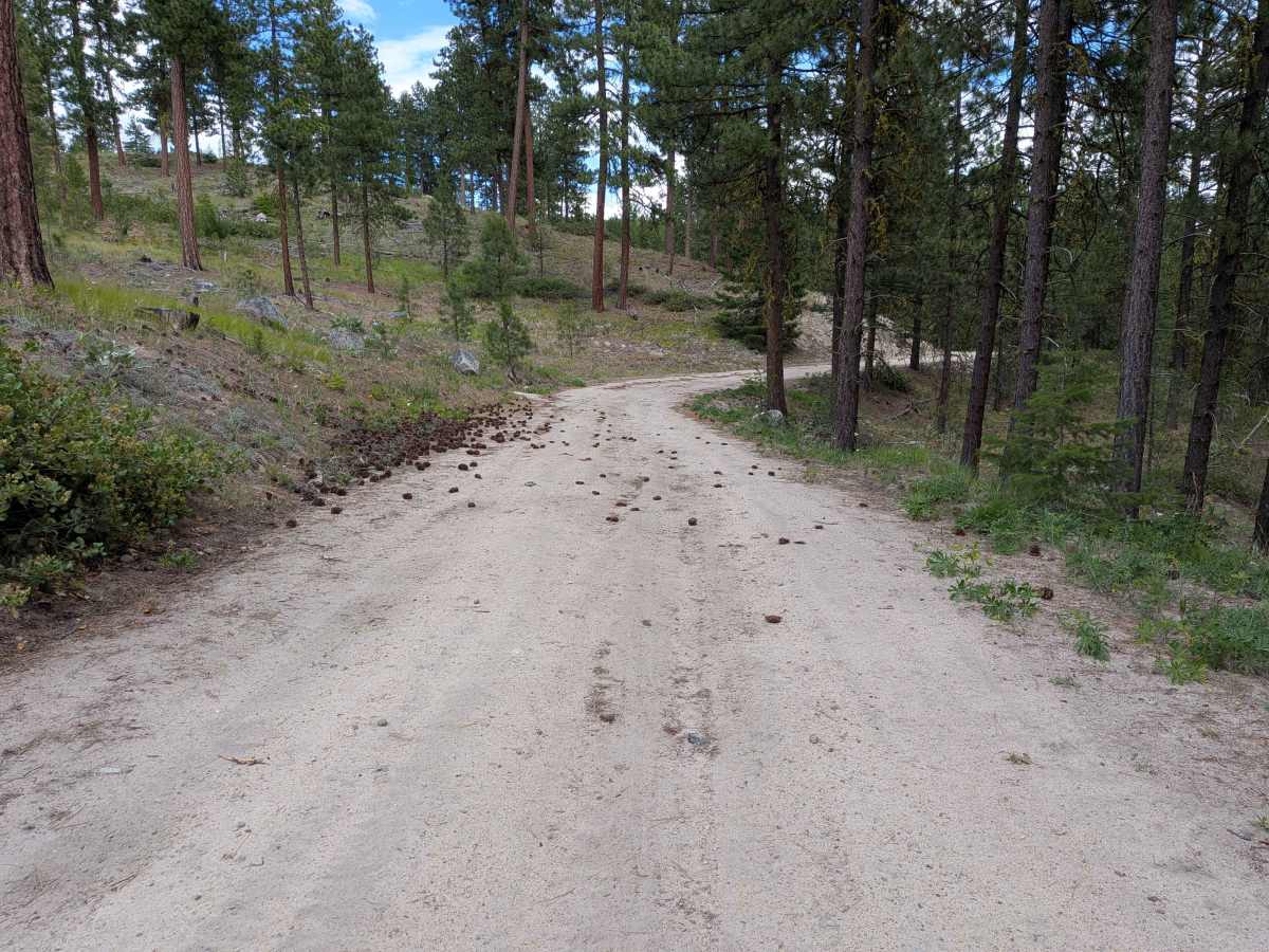 Woody Mountain Road trail photo