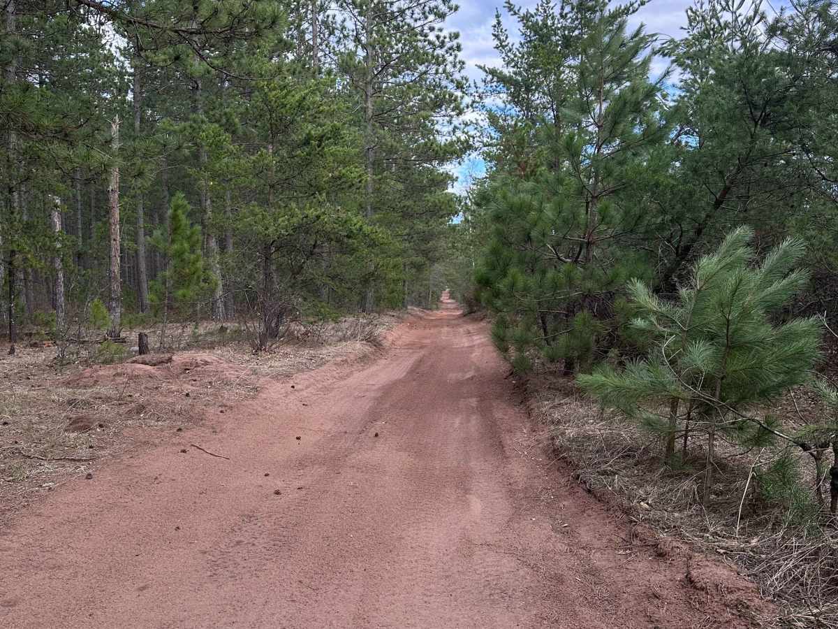 East West Forest Road photo 4