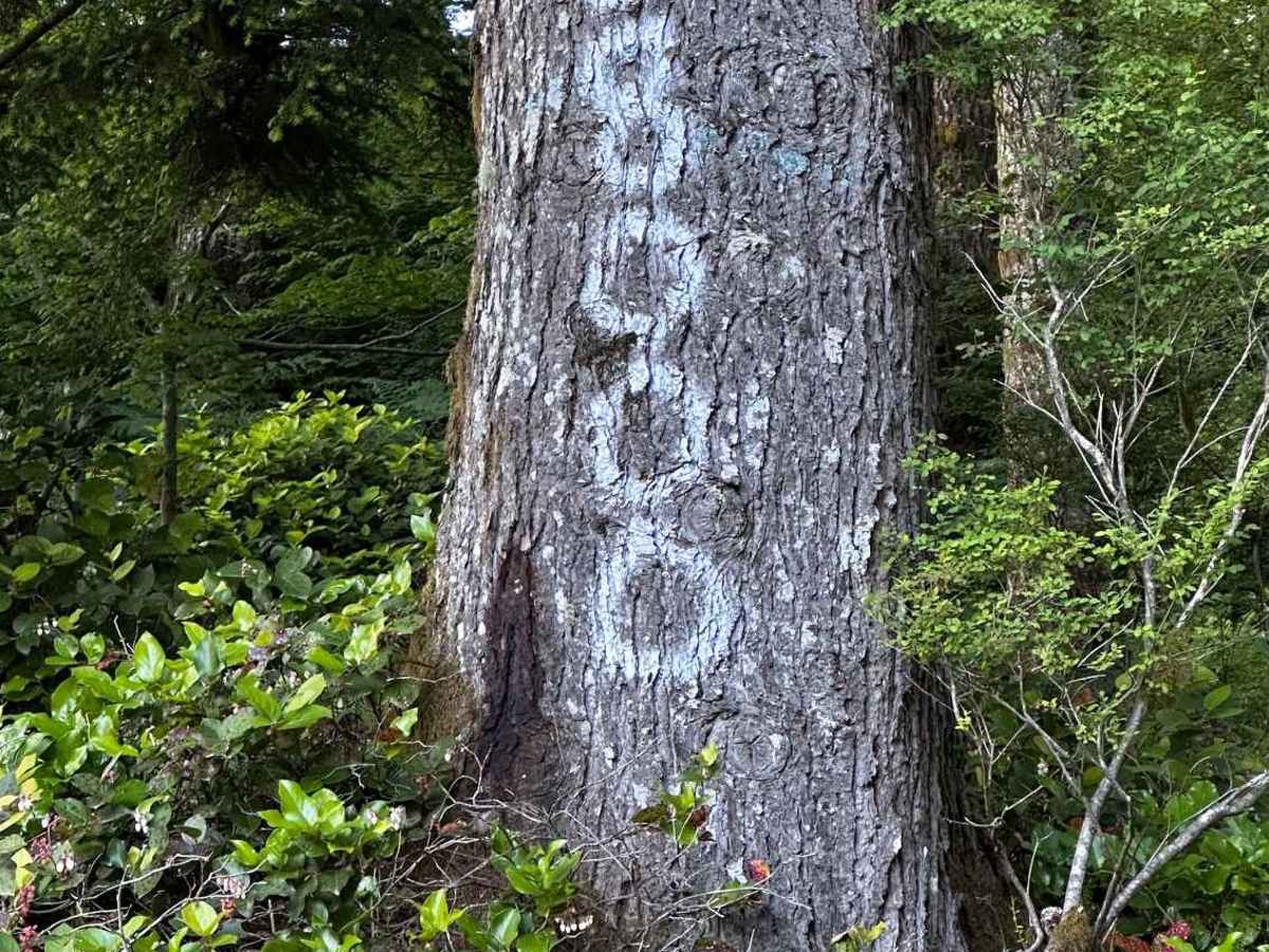 C-8000 photo 2