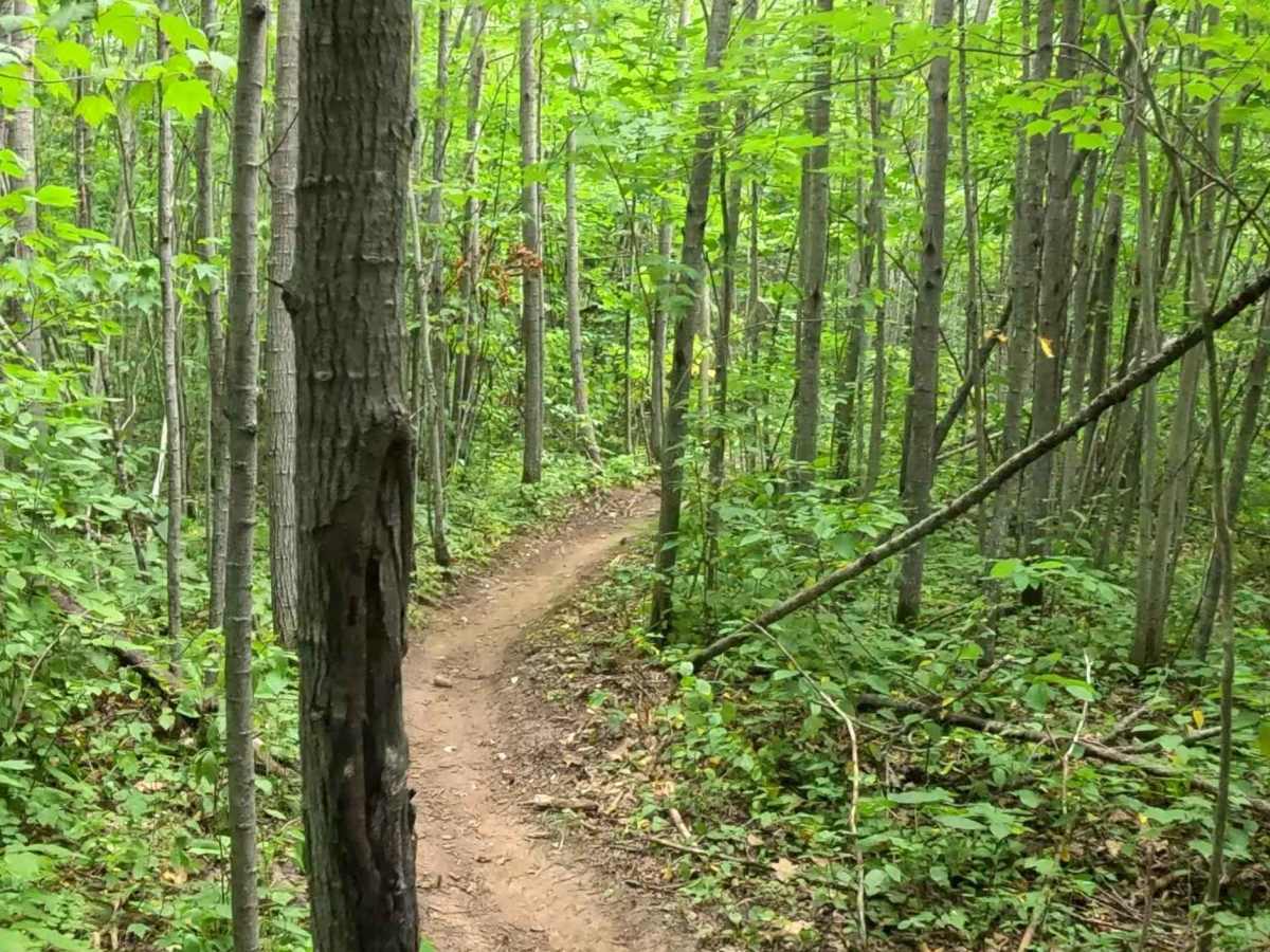 Logger's Run photo 6