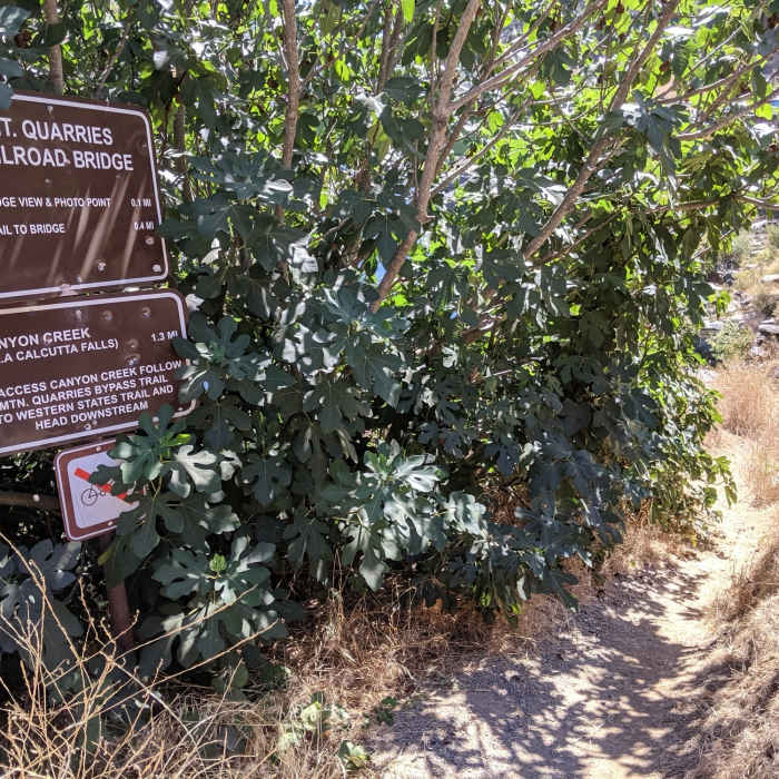 Near Auburn Overlook Park Western States-Quarry Trails Loop