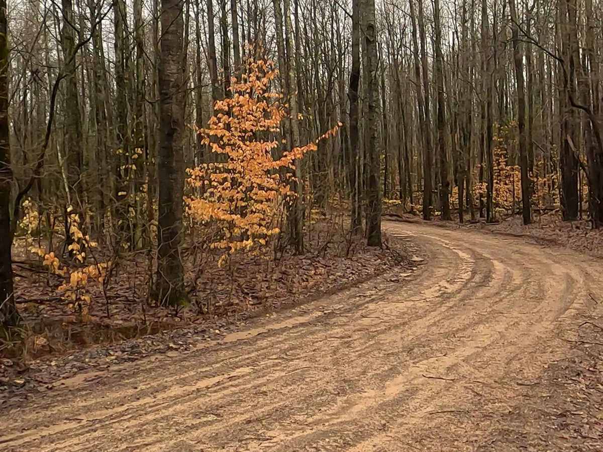 ORV H-57 5 & 8 : Mack- Maltby Hills Loop Trail photo 4