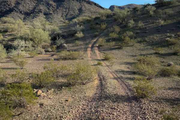 Cholla Garden 