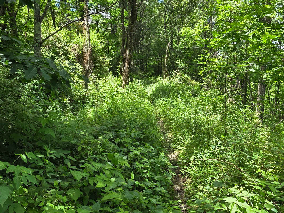 Single Track XX photo 6
