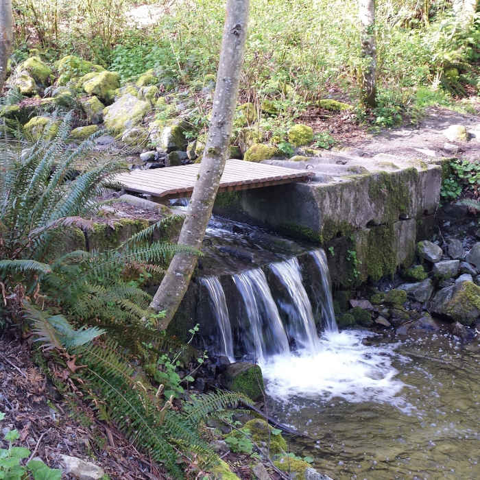 Near Japanese Gulch Loop