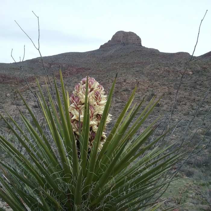 Near Thunderbird