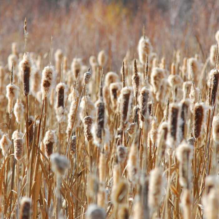 Near Donner und Blitzen River Trail Hike Near Donner und Blitzen River Trail Hike