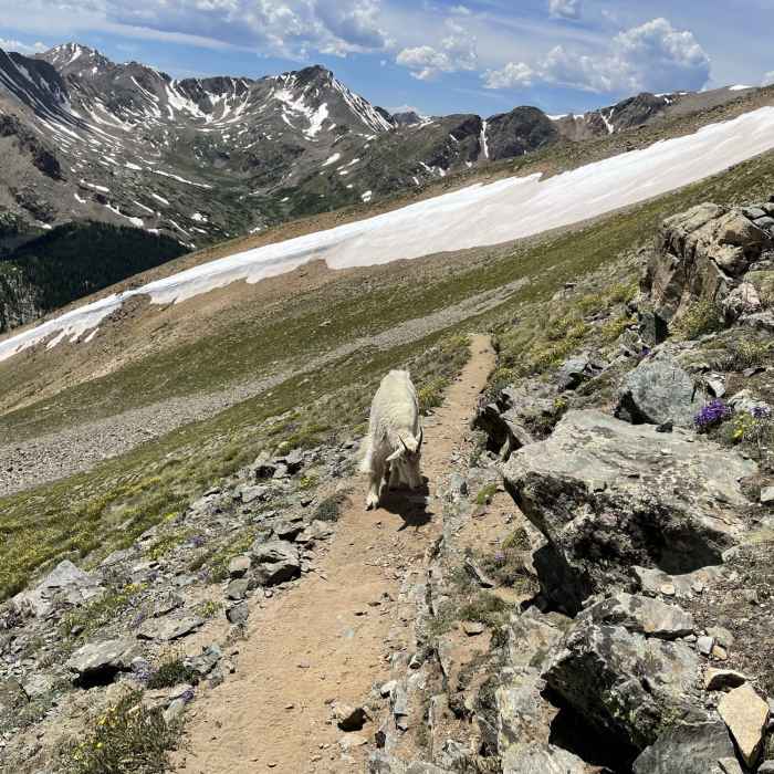 Near Mt. Massive / North Halfmoon Trail