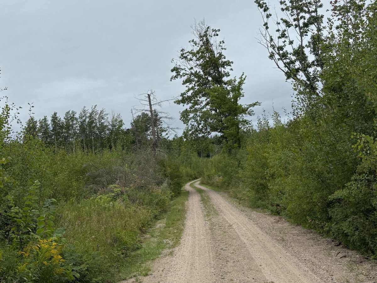 Waptus Forest Road photo 2