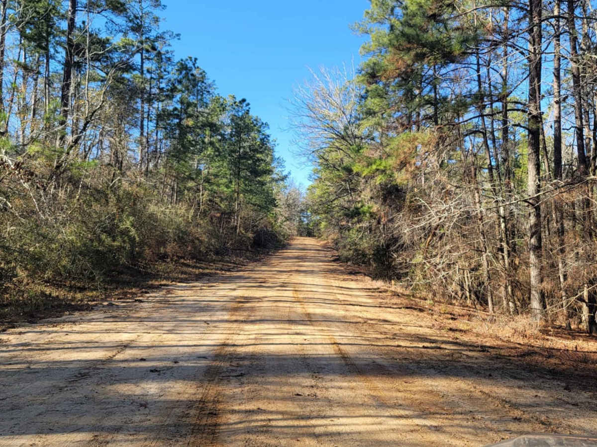 Kisatchie National Forest Camp and Trail photo 5