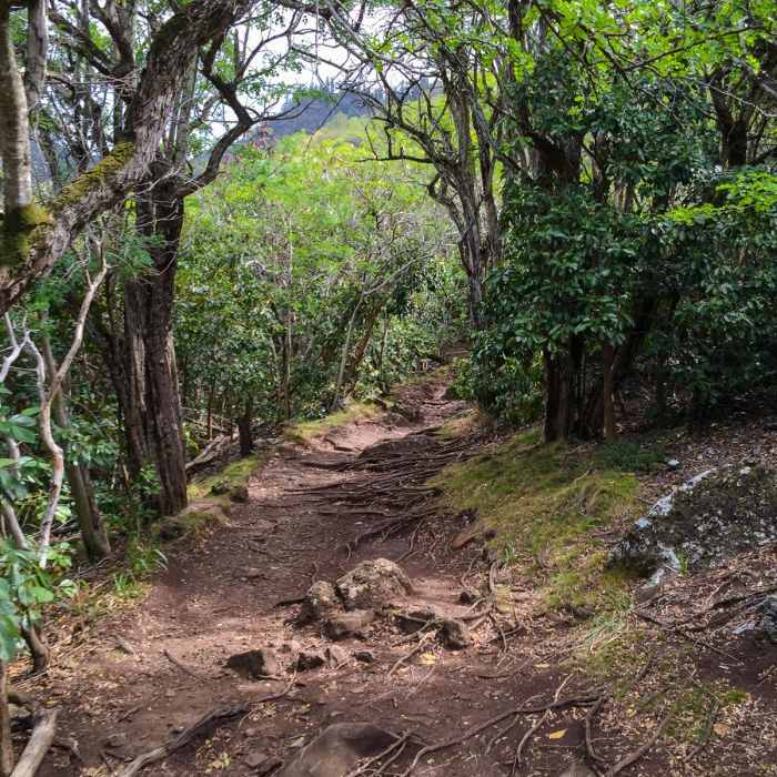 Near Kuli'ou'ou Ridge Near Kuli'ou'ou Ridge
