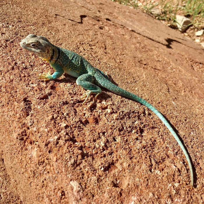 One of the many lizards that may be encountered in the area. This one was particularly stoic, allowing us to get very close for photos. Near Haynes Ridge - Fern Cave Loop