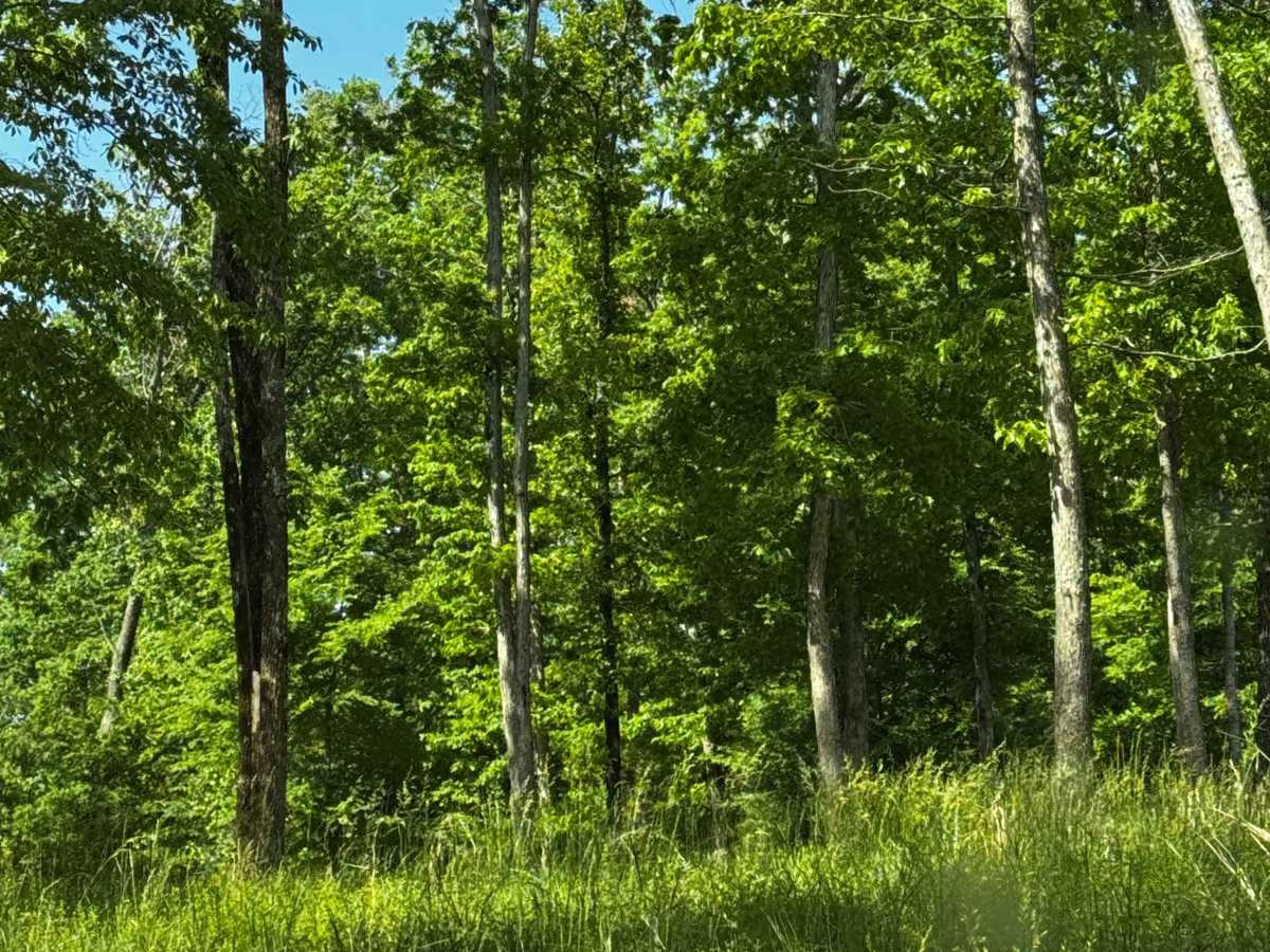 Hillside Cut  photo 2