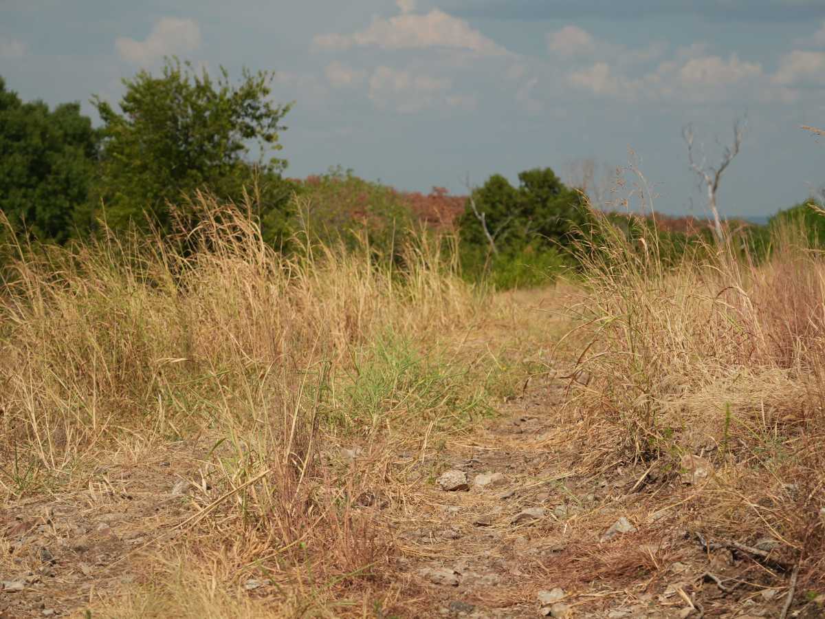 Green 64 trail photo