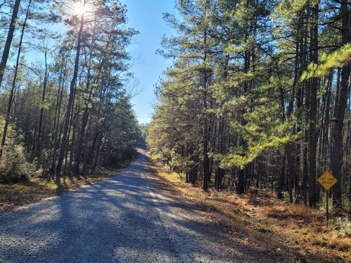 Kisatchie National Forest Camp and Trail trail photo