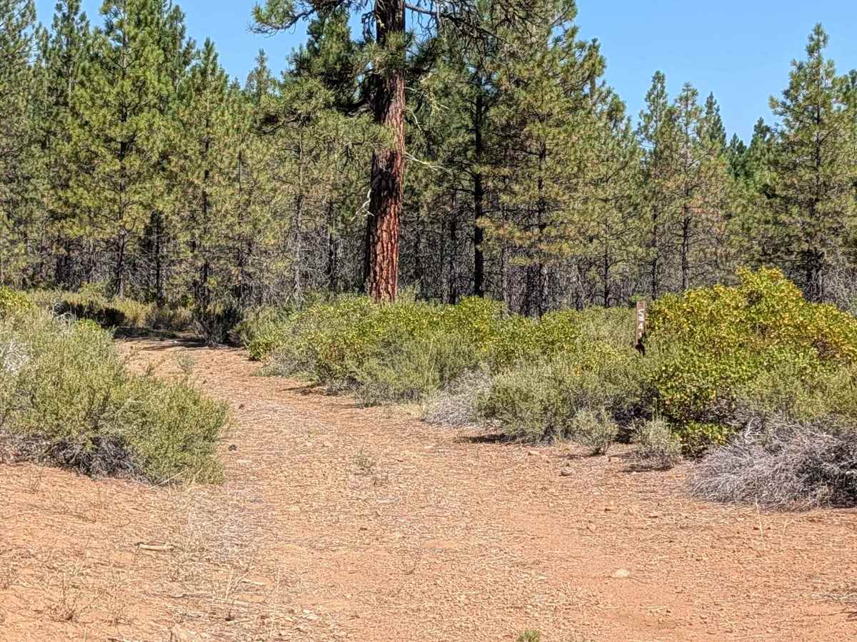 Hambone - FS 41N23B trail photo