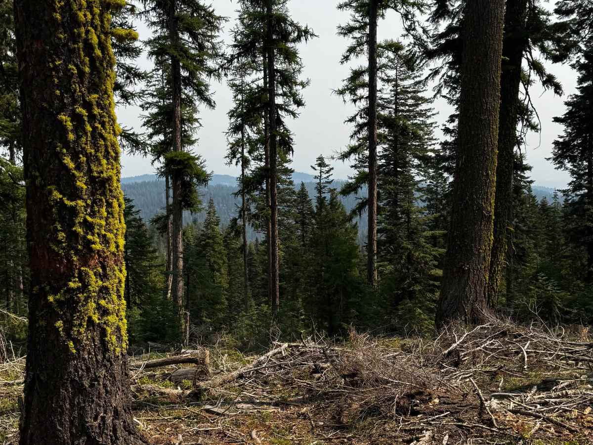 Elk Mountain Loop photo 2