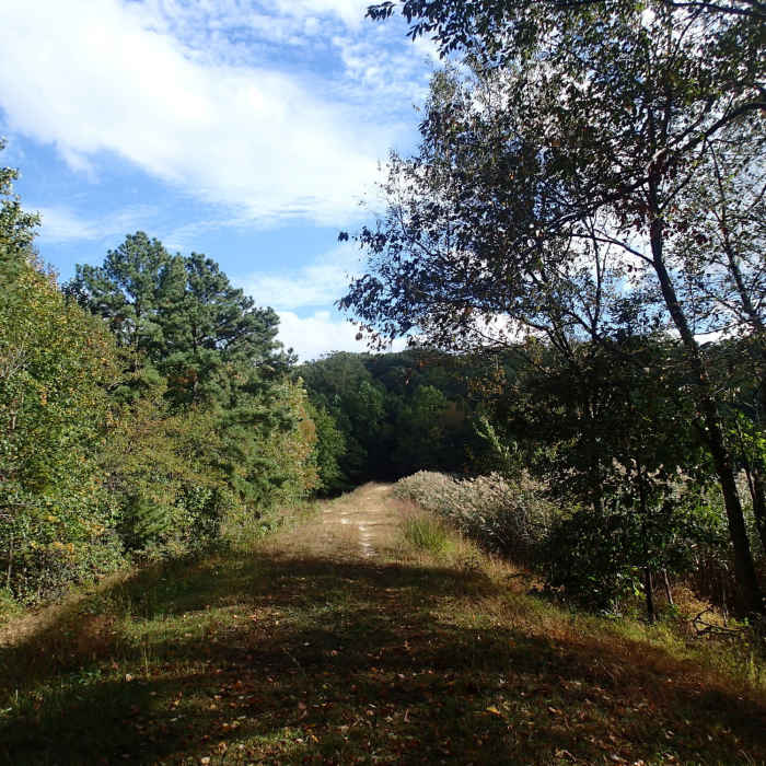 Near Pond Loop Trail