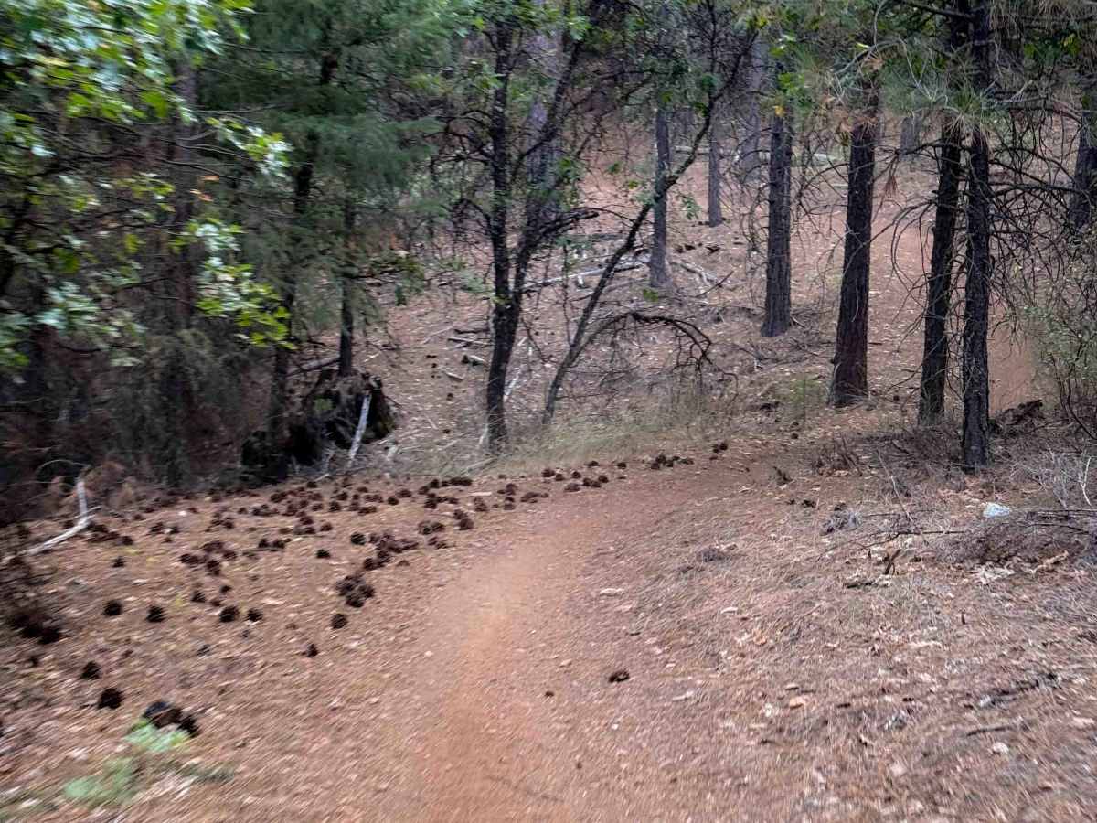 Fireline photo 4