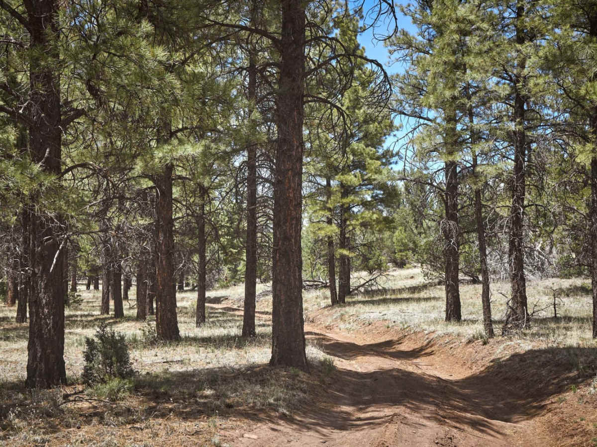 Dry Runoff Track (2762) photo 2