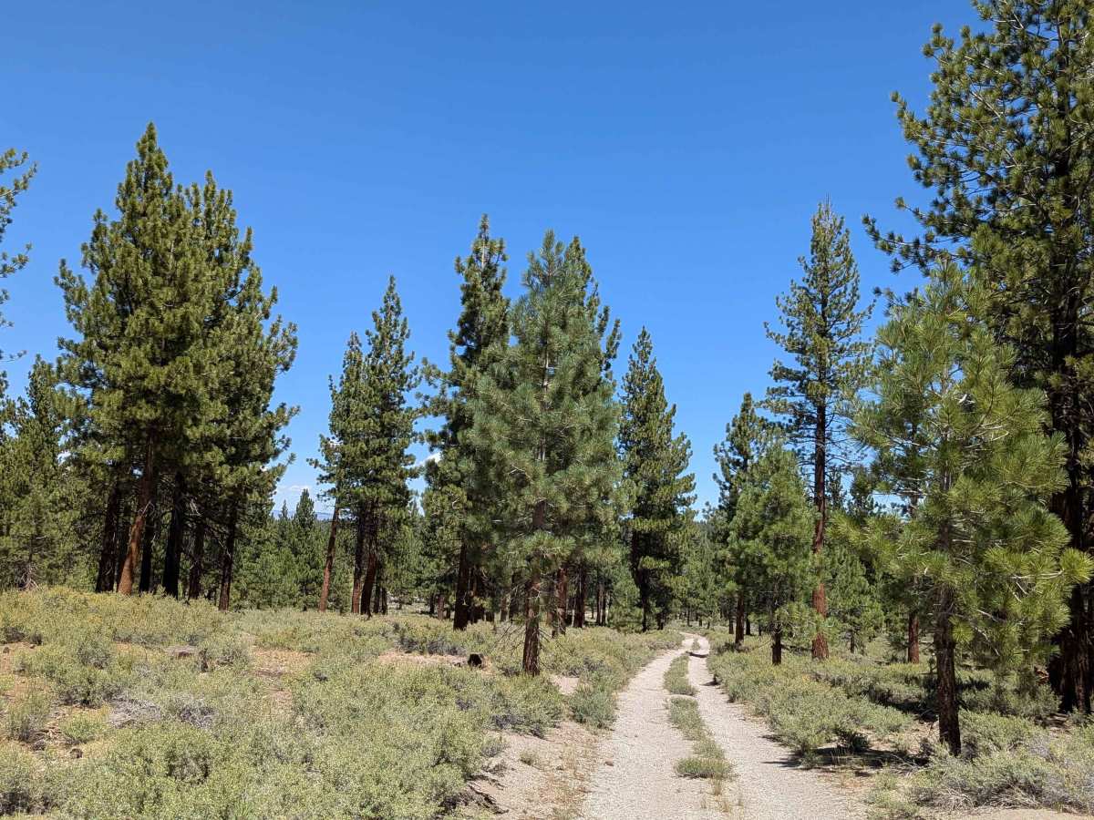 The Dangler - FS 1S70 trail photo