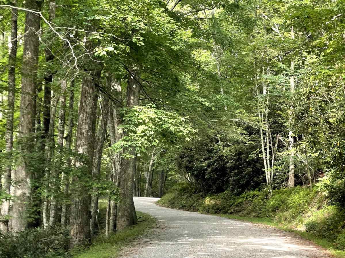 Clarence Newton Road trail photo
