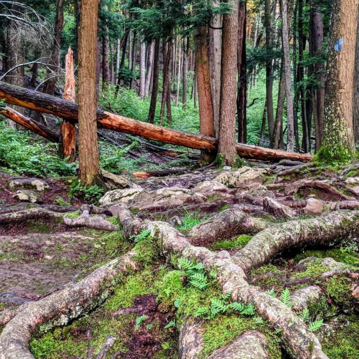 Near Buttermilk Falls Trail