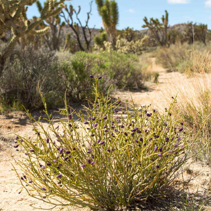 Near Teutonia Peak Trail