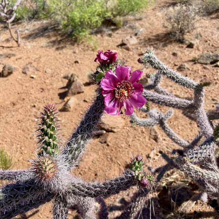 Near Continental Divide Trail: New Mexico Section 2