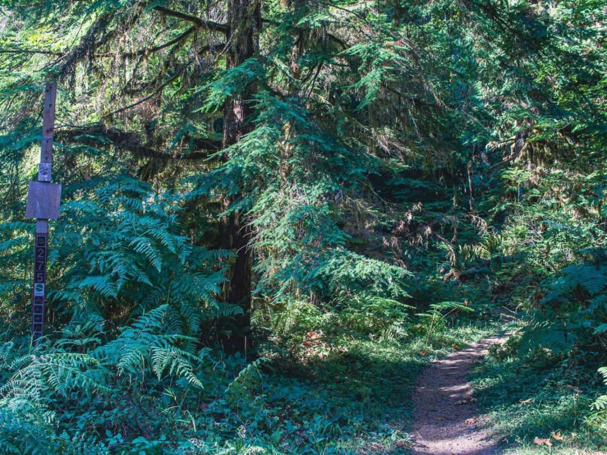 Cispus Valley photo 6