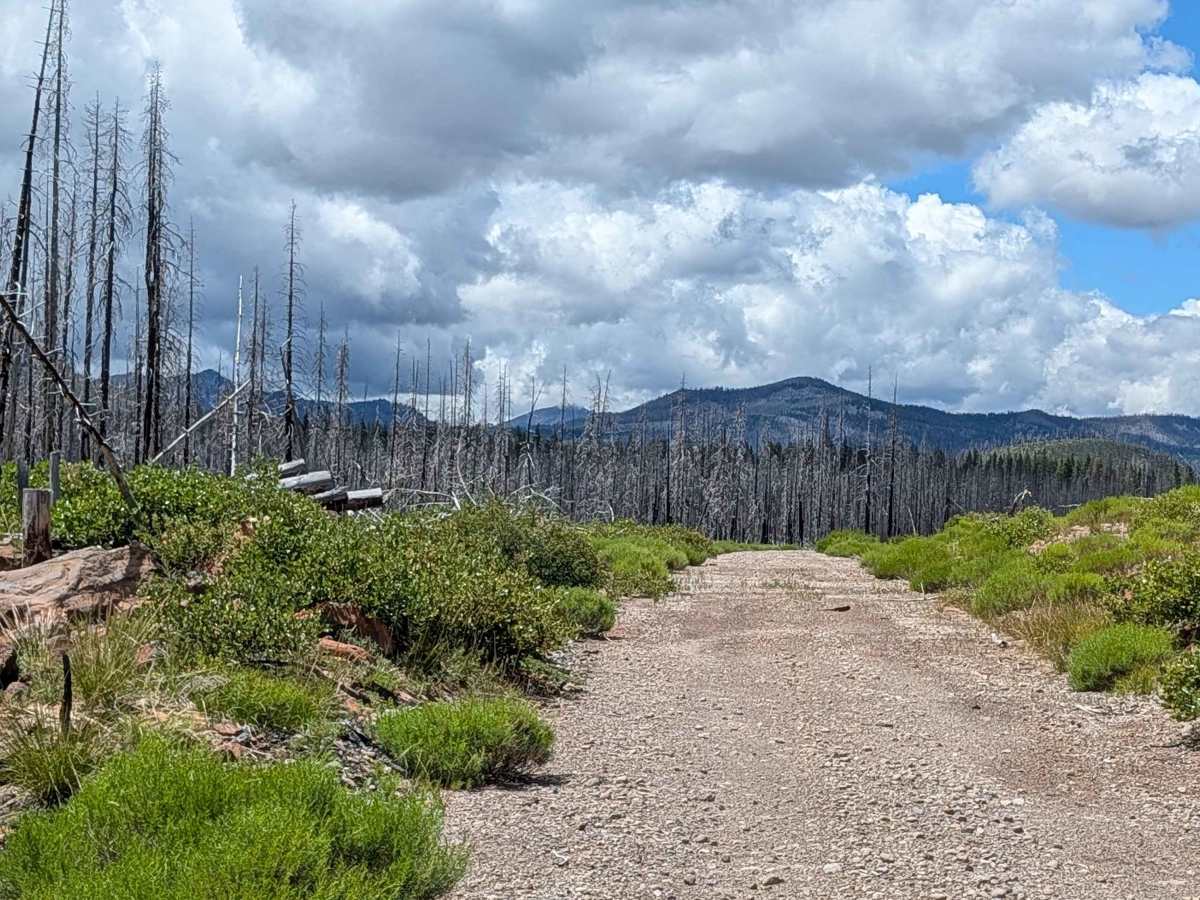 Baird Springs - FS 43N02 trail photo