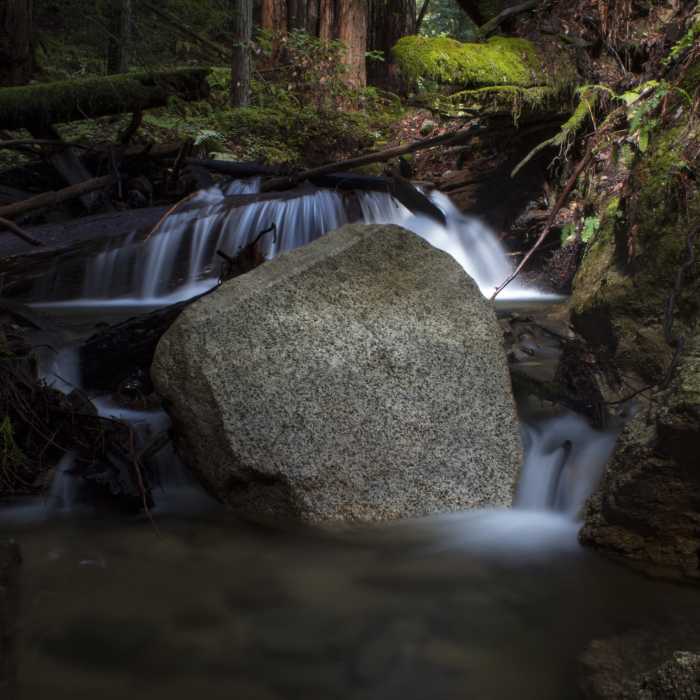 Near Henry Cowell Park