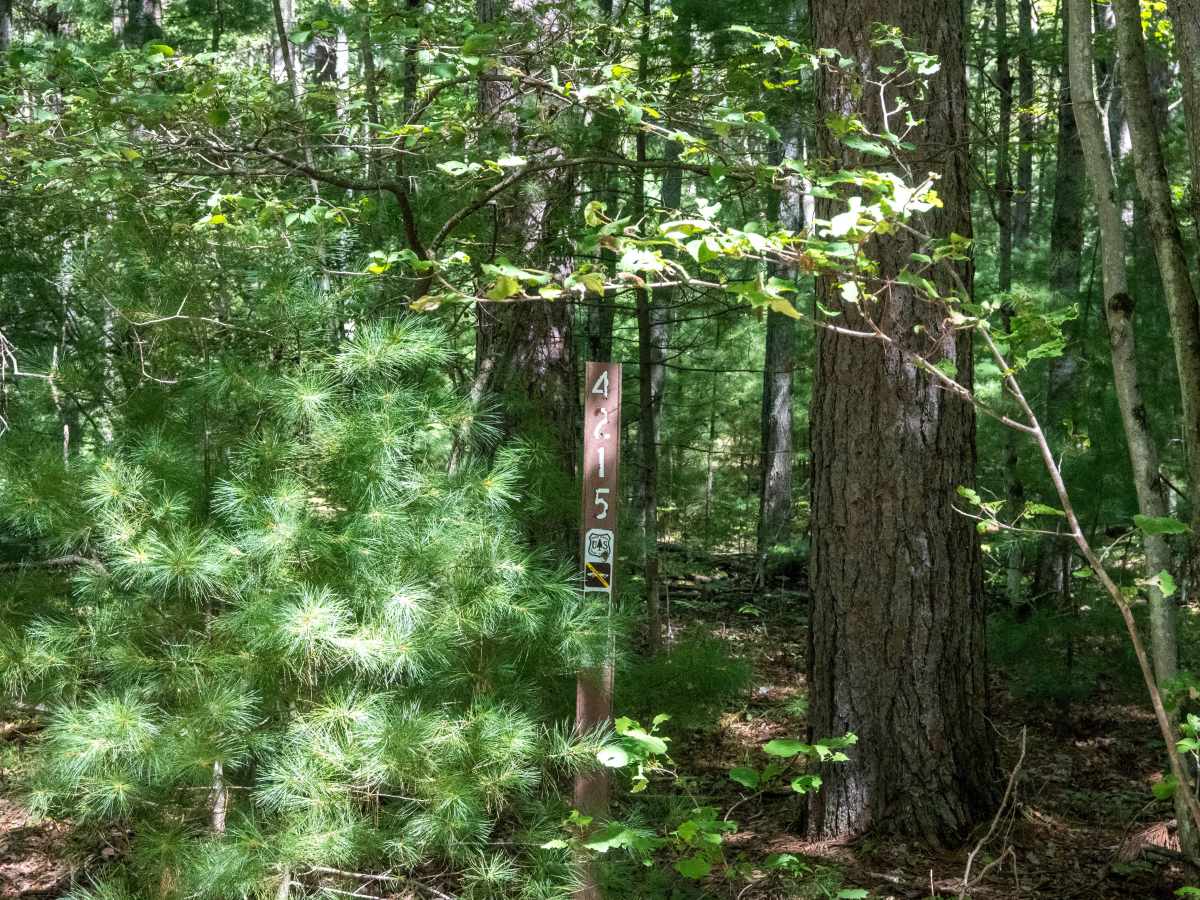 FS 4215 trail photo