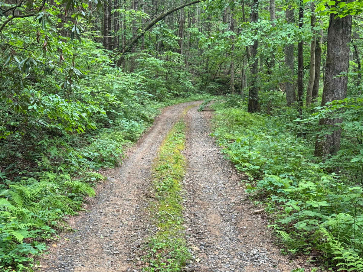 Dixon Branch - FS 88 trail photo