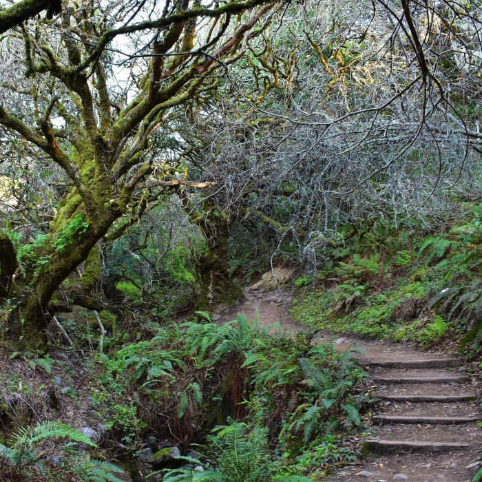 Near Steep Ravine - Matt Davis Loop
