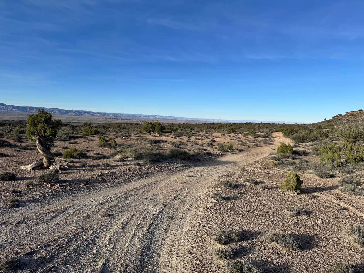 Cactus Rat Hills trail photo