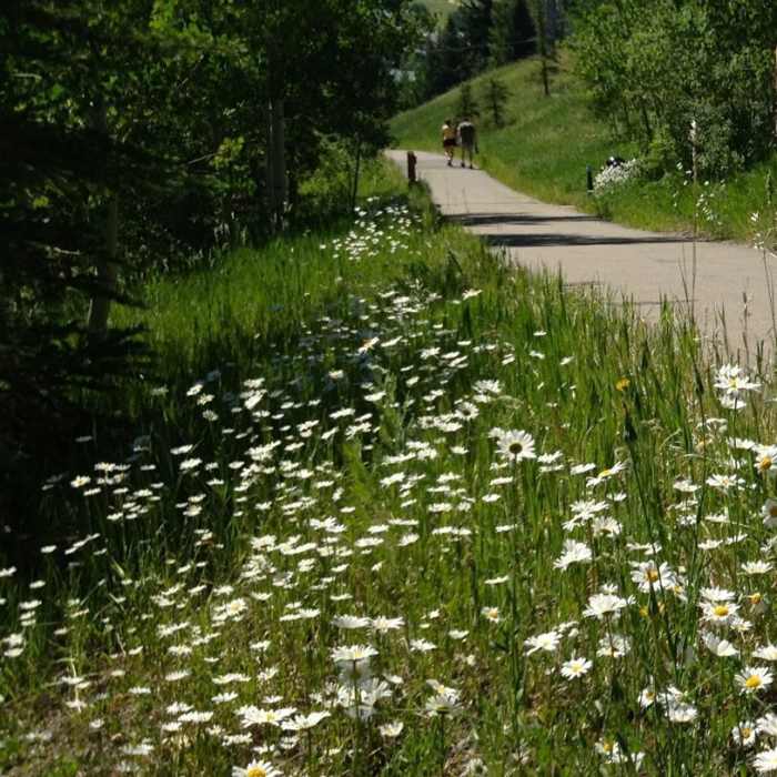 Near Beaver Creek Recreation Path