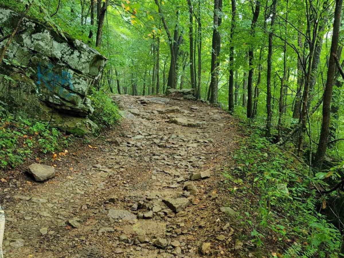 Trail 19 - Wolf Ridge photo 3