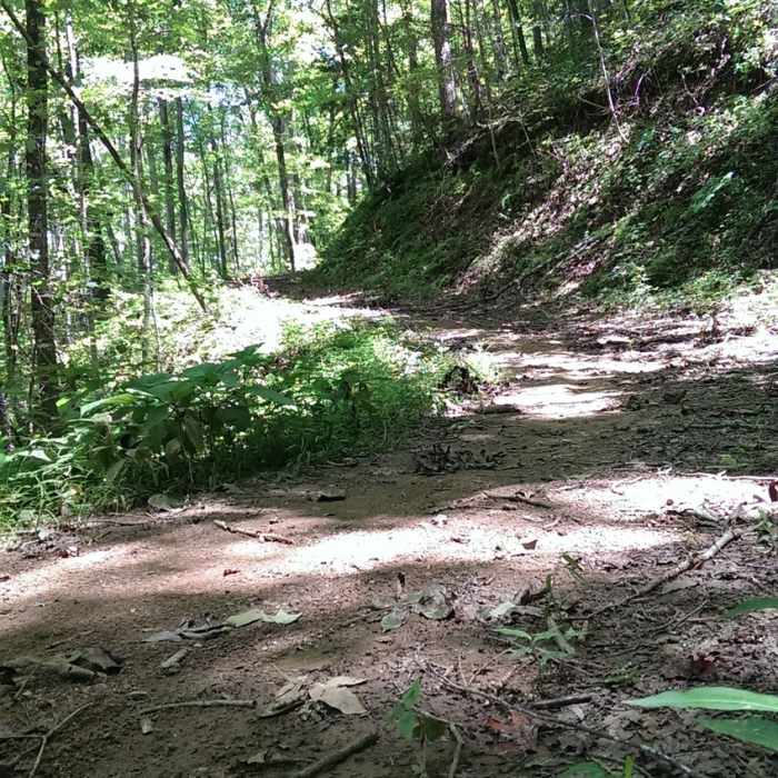 Old forest road Near Thompson Loop