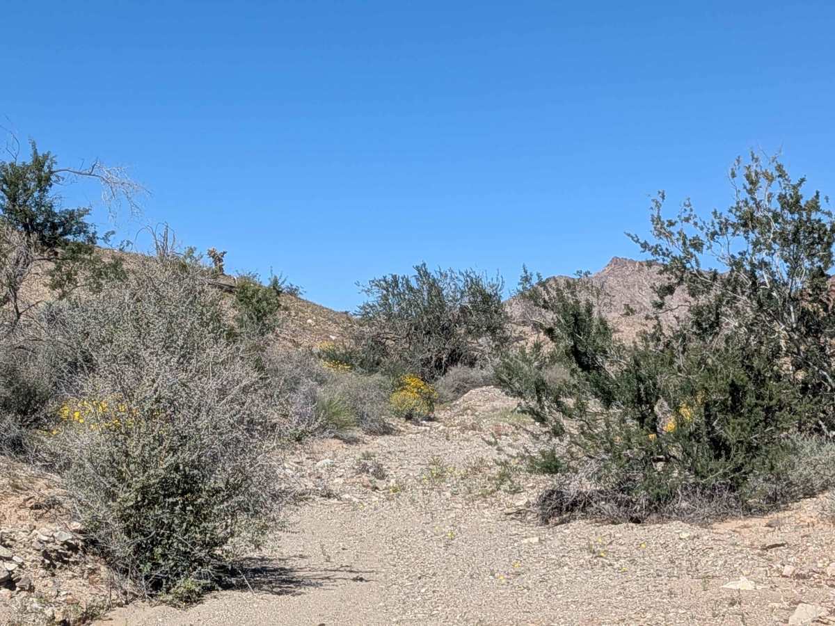 BLM 729 photo 6